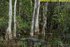 alligator and cypress trees